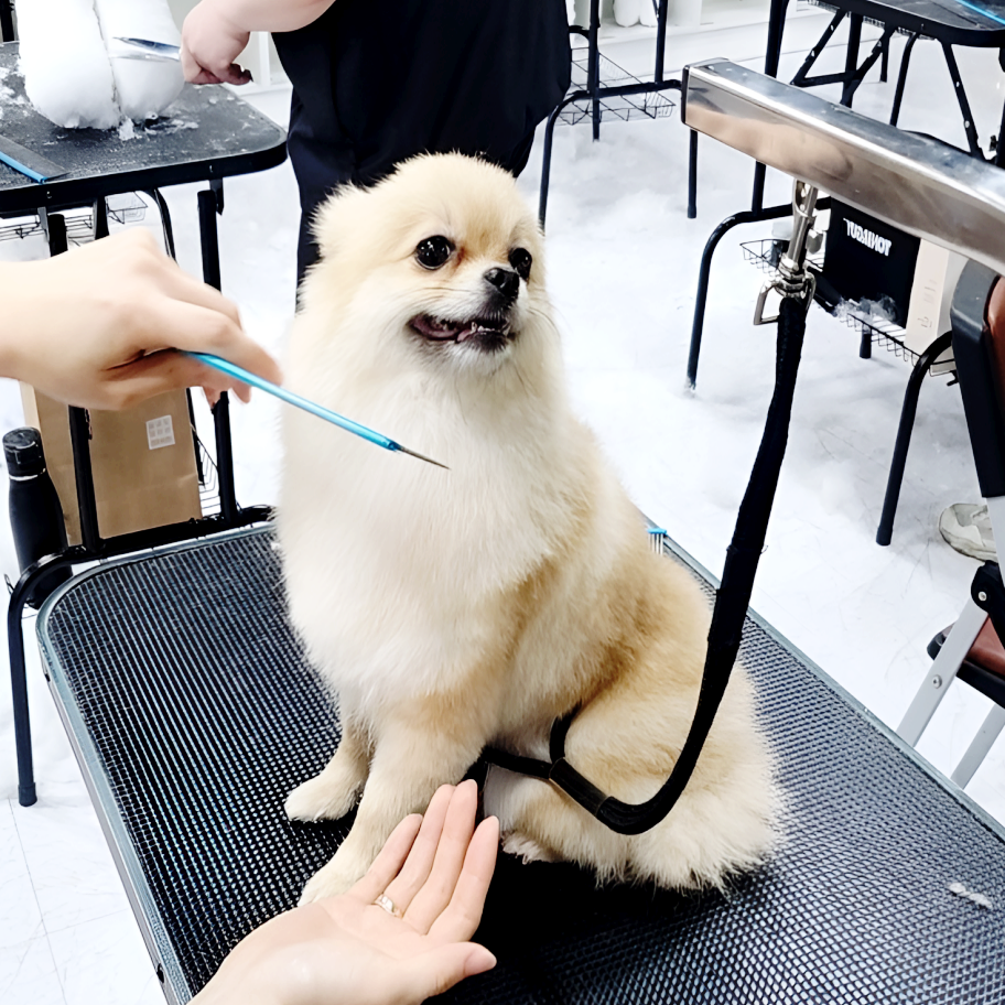 부산 강아지미용학원 야간반 자격증 취득 후기 — 사진 4