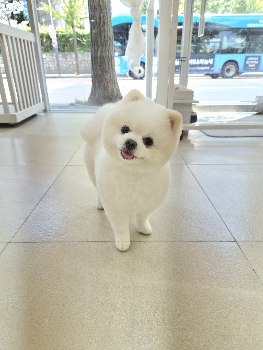 부평 포메라니안 곰돌이컷 미용 비용 및 후기 — 사진 6