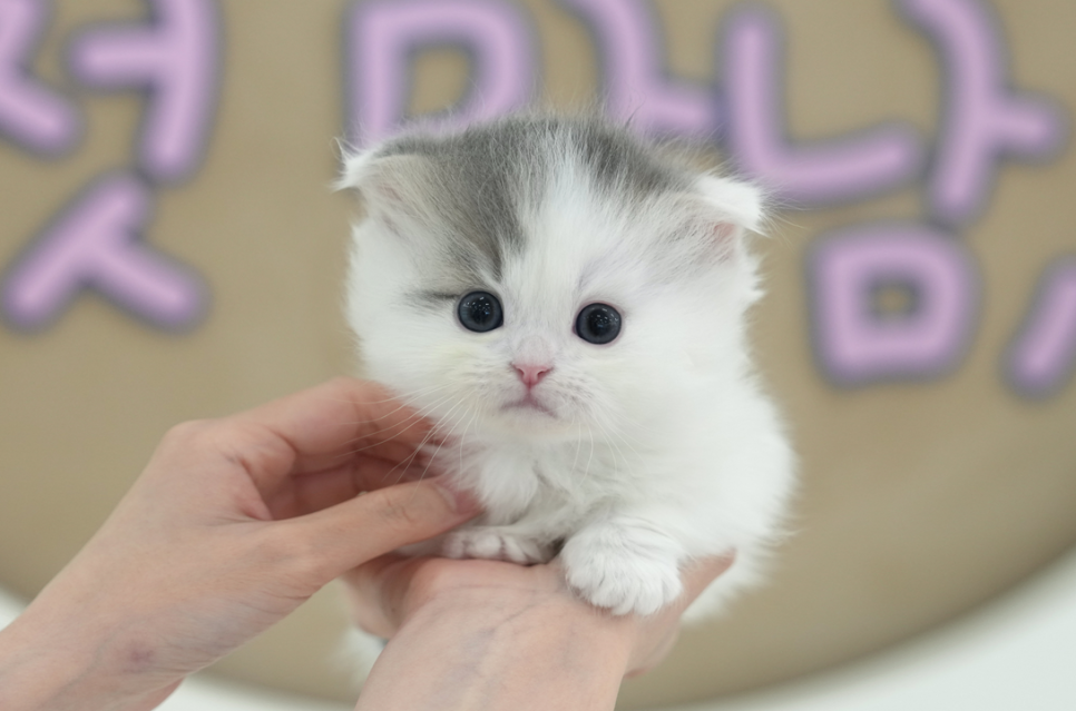 부산 고양이 입양 후기: 미유펫 먼치킨 숏레그 입양 과정 — 사진 7