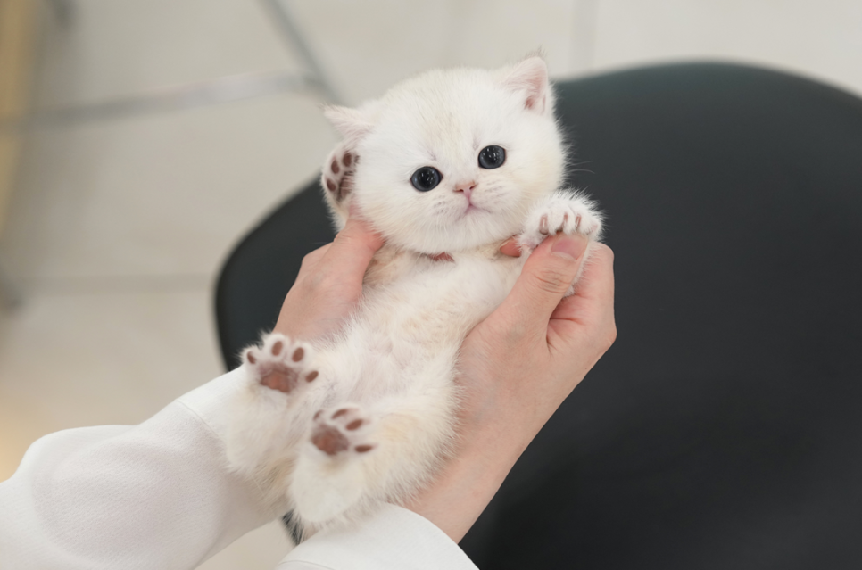 부산 고양이 입양 후기: 미유펫 먼치킨 숏레그 입양 과정 — 사진 18