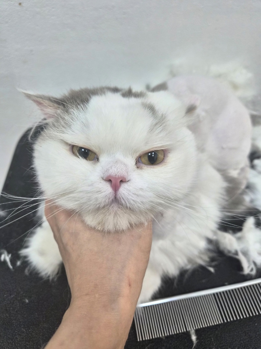 대전 고양이 미용 & 호텔: 페르시안캣 맞춤 케어 — 사진 2