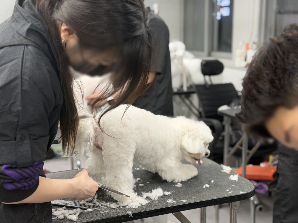 강남 강아지 미용학원: 실무 중심 교육과정 안내 — 사진 8