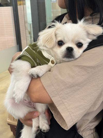 부평 애견미용학원, 비용 걱정 끝내고 등록한 후기 — 사진 9