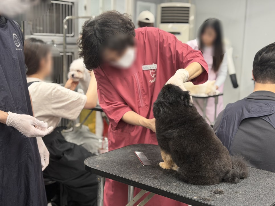 강남 강아지 미용학원: 실무 중심 교육과정 안내 — 사진 7