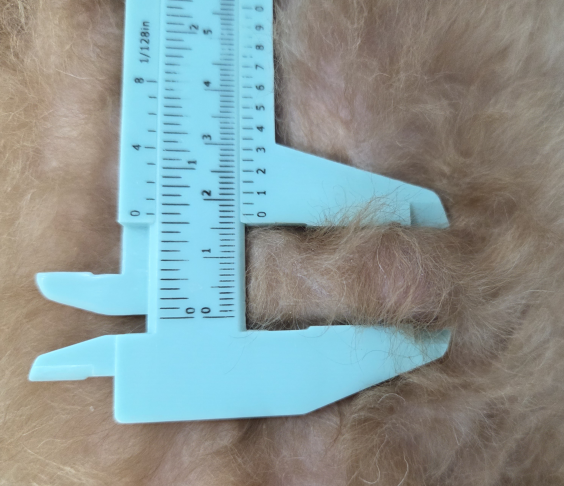 대전 강아지 비만세포종 수술, 24시 아프리카동물병원 후기 — 사진 2