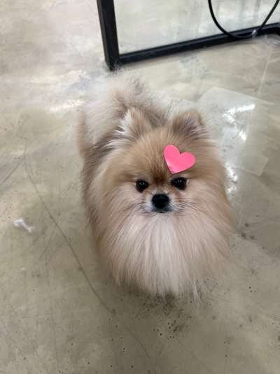 부평 애견미용학원, 비용 걱정 끝내고 등록한 후기 — 사진 2
