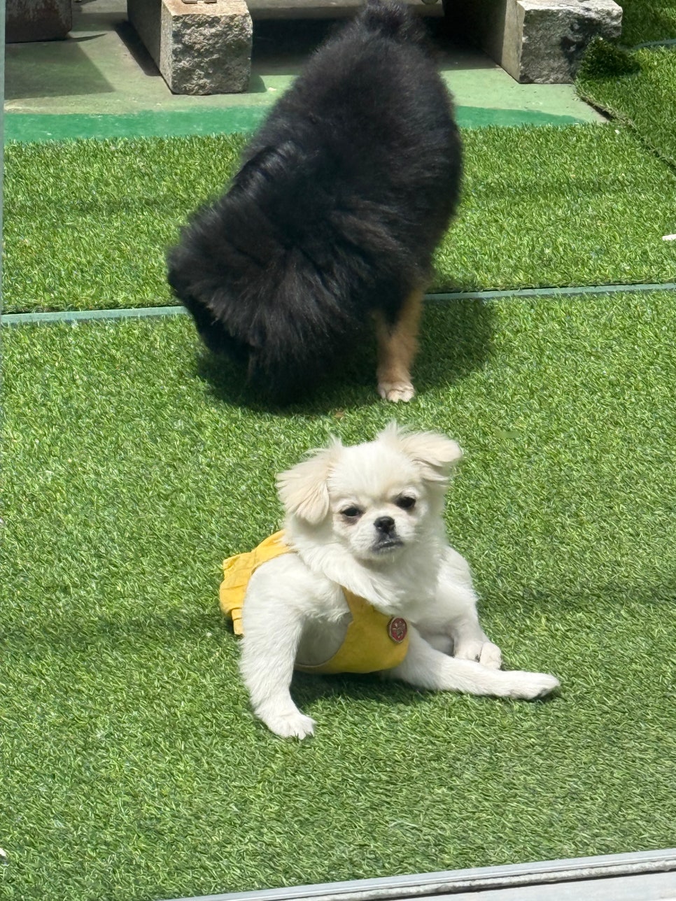 부평 애견미용 수업 후기: 반려견 셀프미용 도전기 — 사진 2