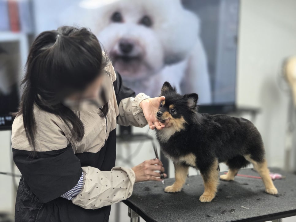 강남 강아지 미용학원: 실무 중심 교육과정 안내 — 사진 6