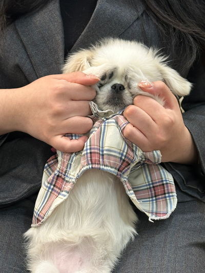 부평 애견미용학원, 비용 걱정 끝내고 등록한 후기 — 사진 3