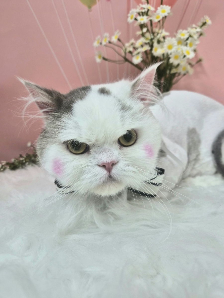 대전 고양이 미용 & 호텔: 페르시안캣 맞춤 케어 — 사진 4