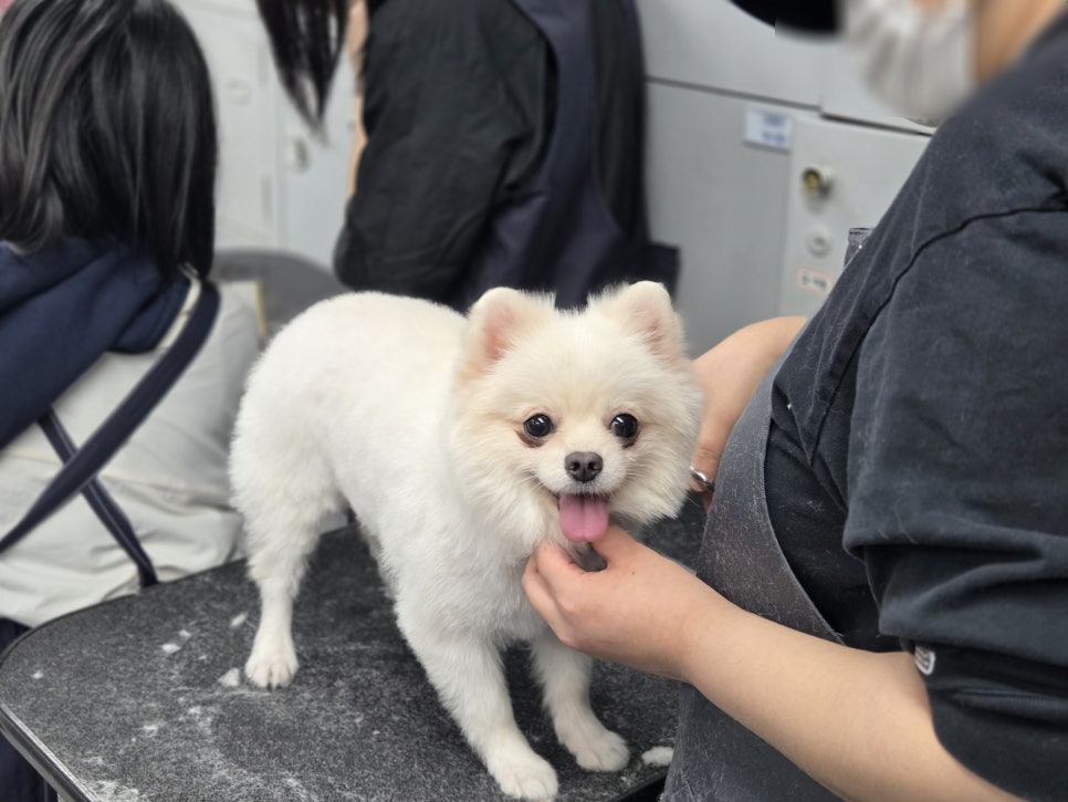 강남 강아지 미용학원: 실무 중심 교육과정 안내 — 사진 4