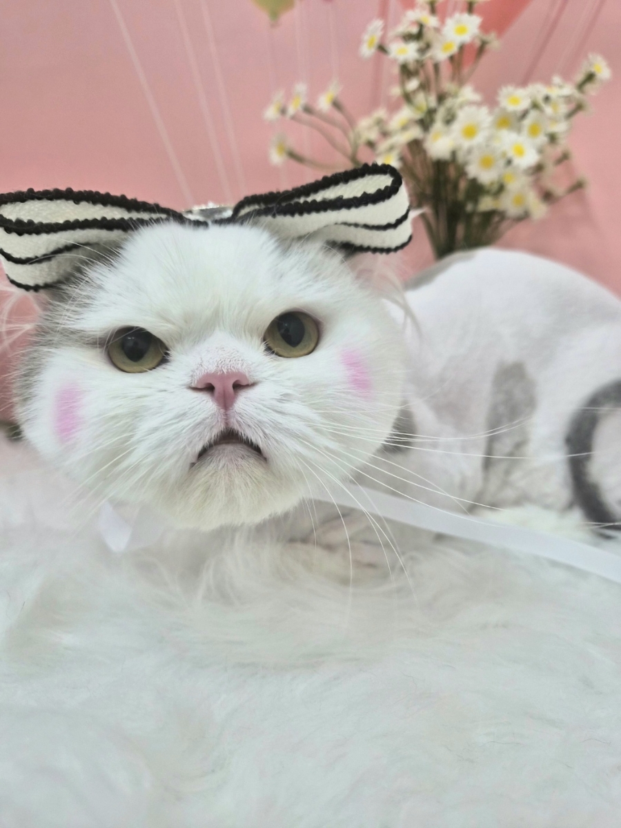 대전 고양이 미용 & 호텔: 페르시안캣 맞춤 케어 — 사진 3