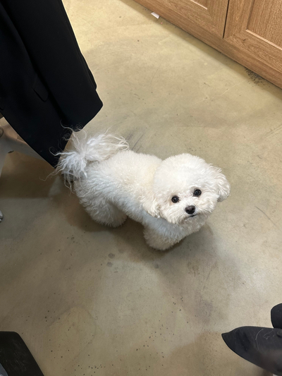 부평 애견미용학원, 비용 걱정 끝내고 등록한 후기 — 사진 5
