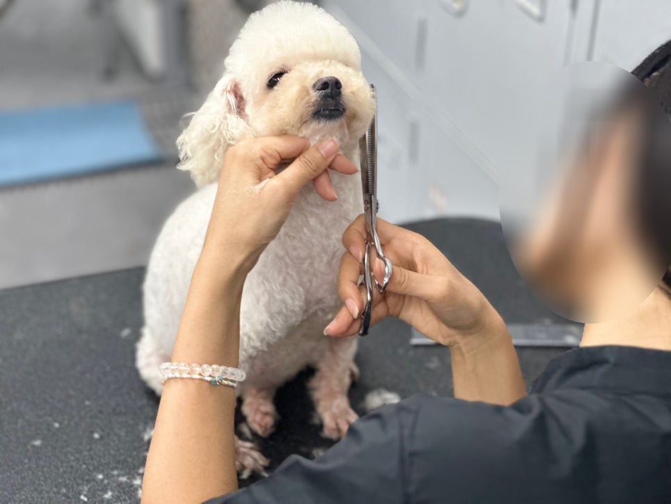 강남 강아지 미용학원: 실무 중심 교육과정 안내 — 사진 3