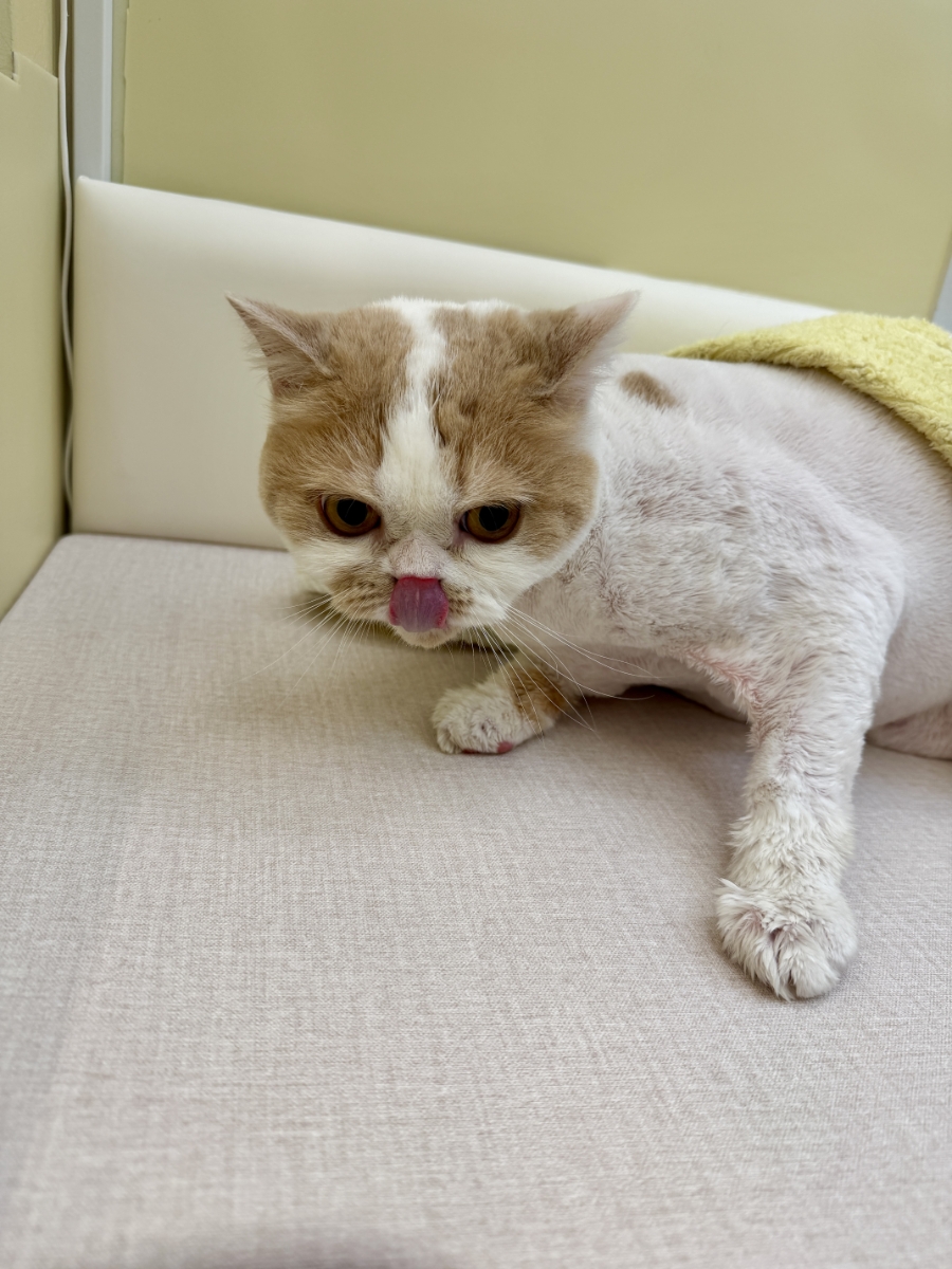 김포 고양이 무마취 미용 후기: 덕구, 덕철이의 변신 — 사진 3