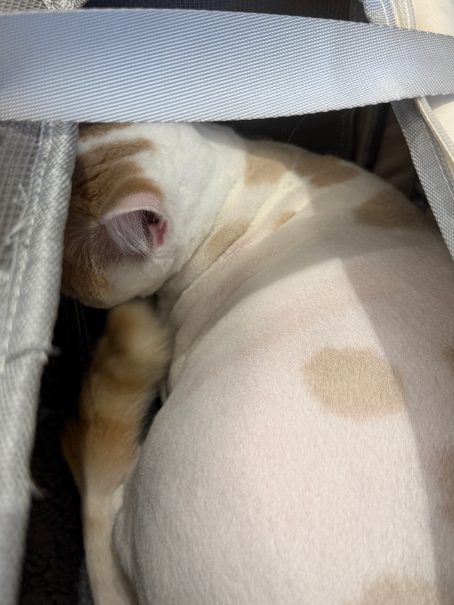 김포 고양이 무마취 미용 후기: 덕구, 덕철이의 변신 — 사진 11