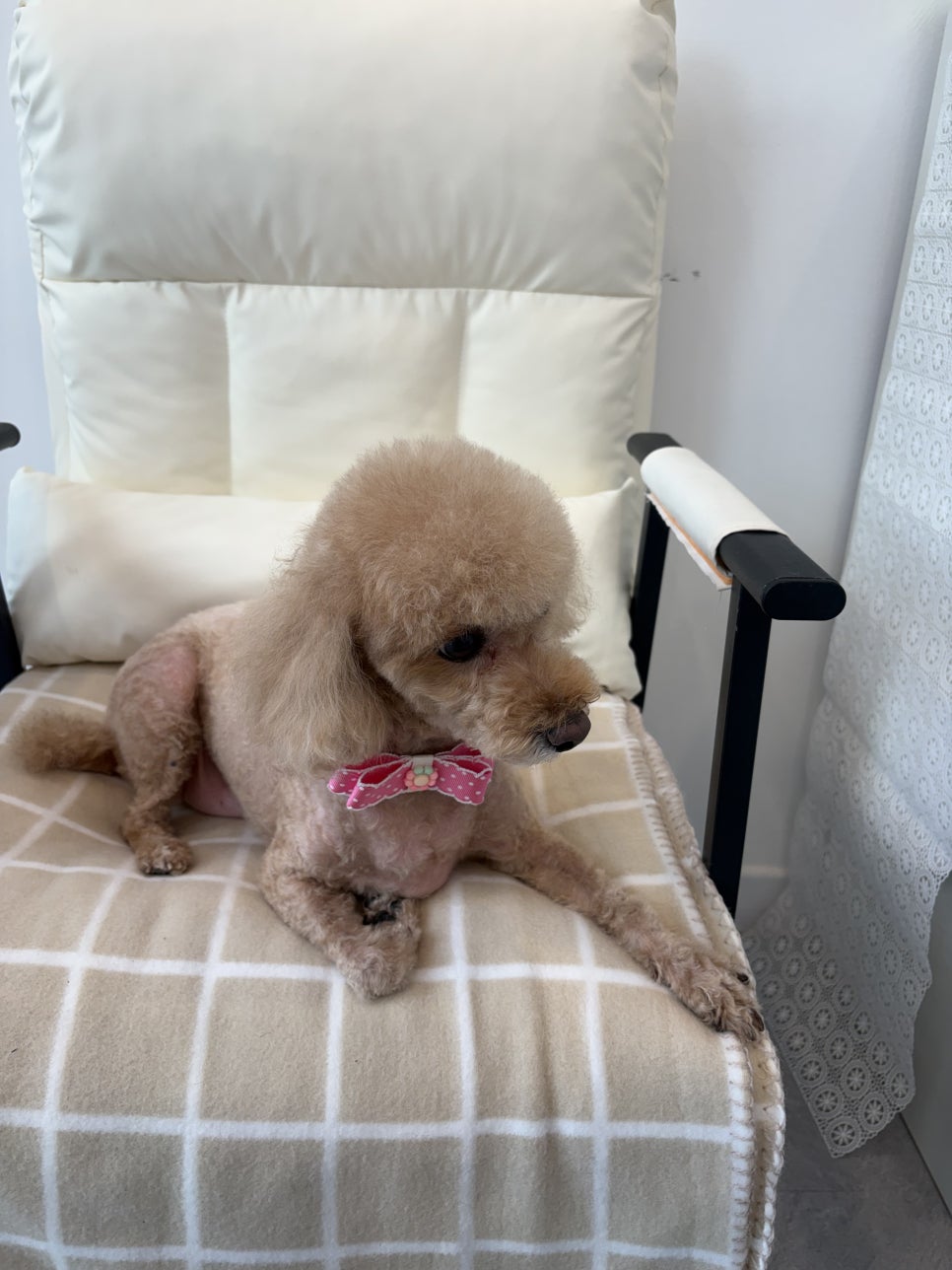 푸들 가위컷 미용 주기 및 비용 안내 — 사진 7