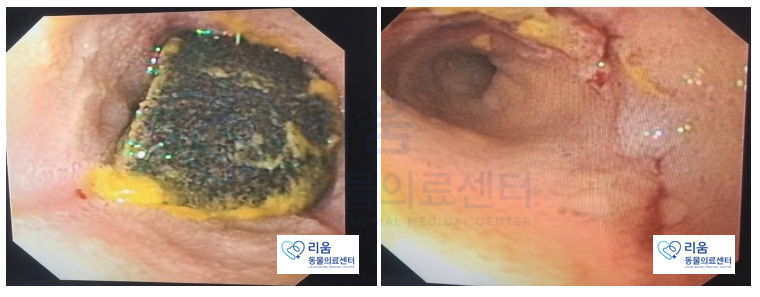 고양이 이물질 제거, 췌장염 오인 후기 — 사진 7