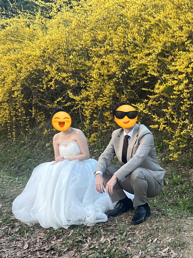 촬영 사진, 야외 개나리 배경