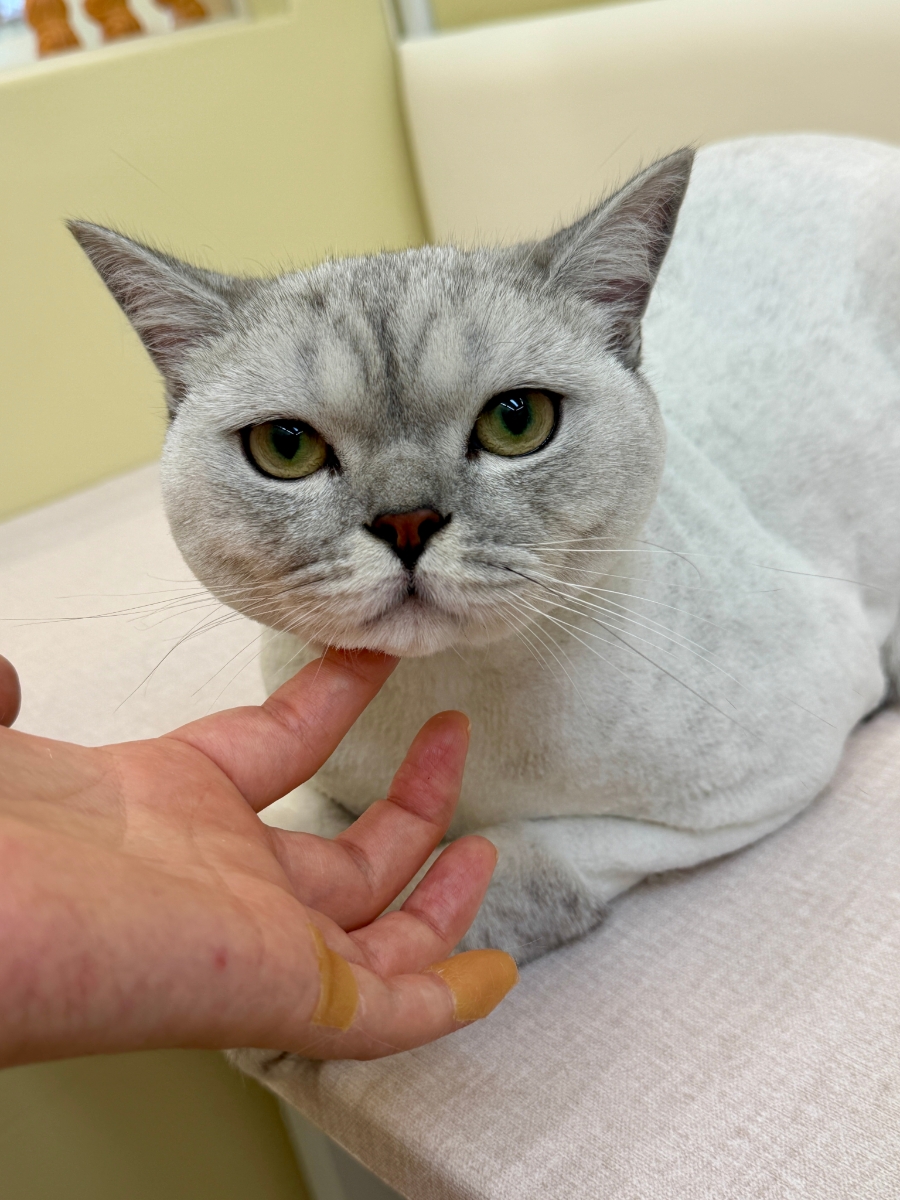 김포 고양이 무마취 미용 후기: 덕구, 덕철이의 변신 — 사진 2