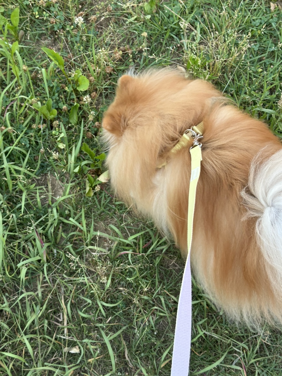 펫베오 프리밴드 하네스, 소형견 관절 부담 완화 후기 — 사진 10