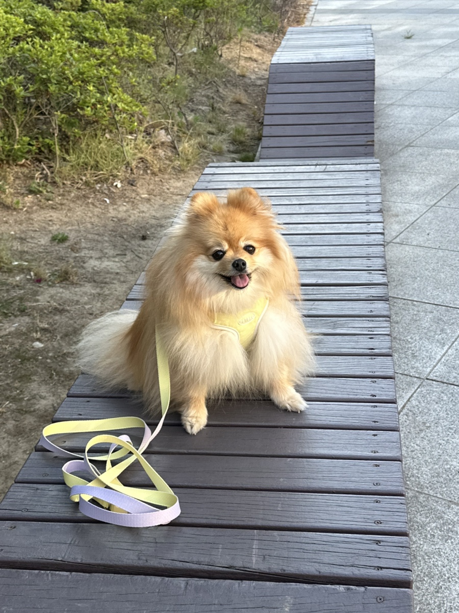 펫베오 프리밴드 하네스, 소형견 관절 부담 완화 후기 — 사진 15