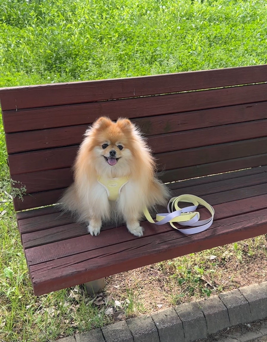 펫베오 프리밴드 하네스, 소형견 관절 부담 완화 후기 — 사진 7