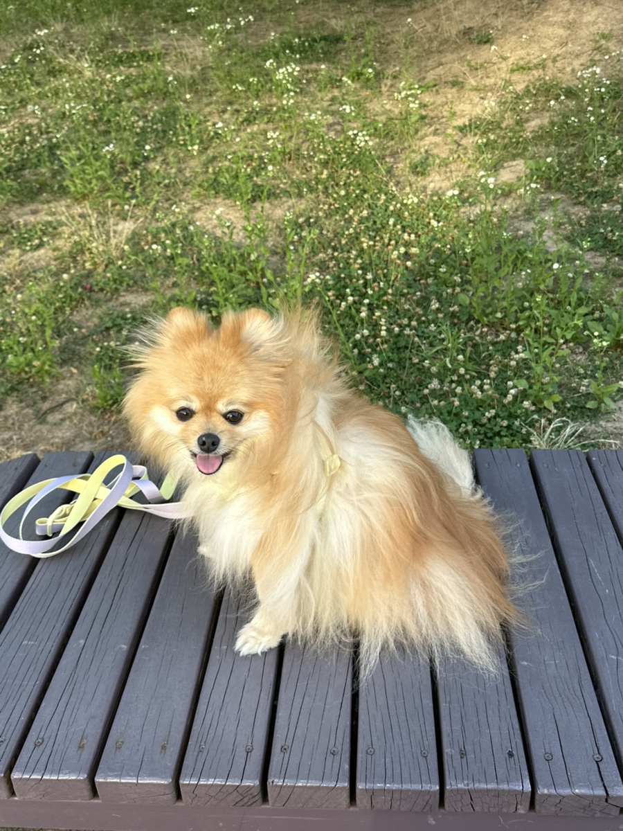 펫베오 프리밴드 하네스, 소형견 관절 부담 완화 후기 — 사진 13