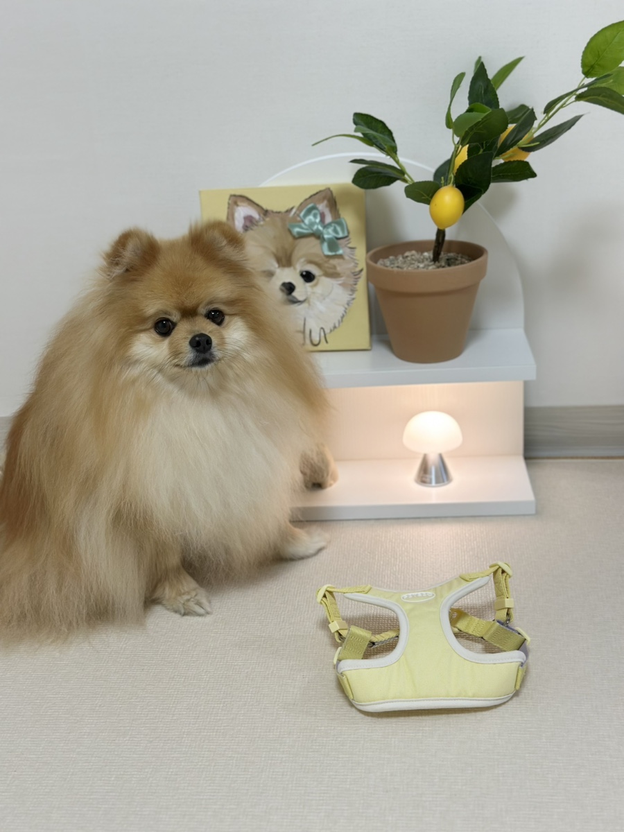 펫베오 프리밴드 하네스, 소형견 관절 부담 완화 후기 — 사진 2