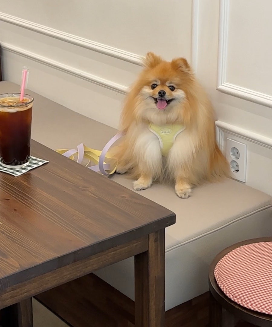 펫베오 프리밴드 하네스, 소형견 관절 부담 완화 후기 — 사진 8
