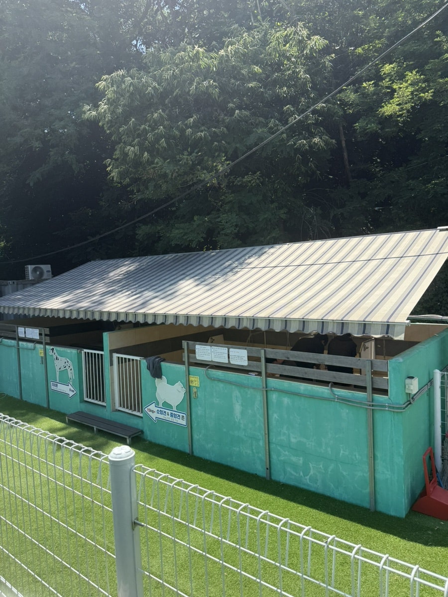수원 도그플레이풀 애견수영장, 코코의 첫 물놀이 후기 — 사진 8