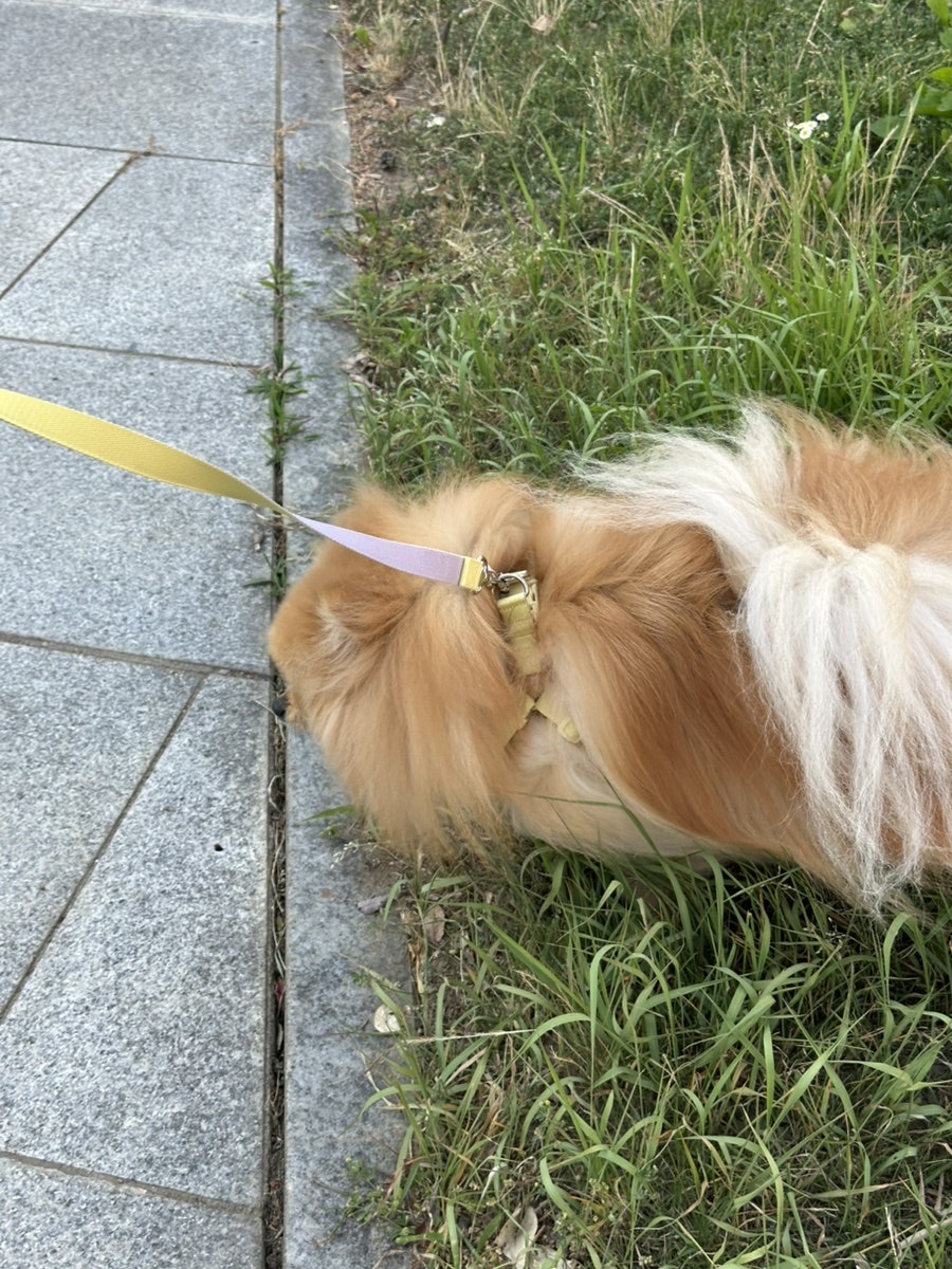 펫베오 프리밴드 하네스, 소형견 관절 부담 완화 후기 — 사진 9
