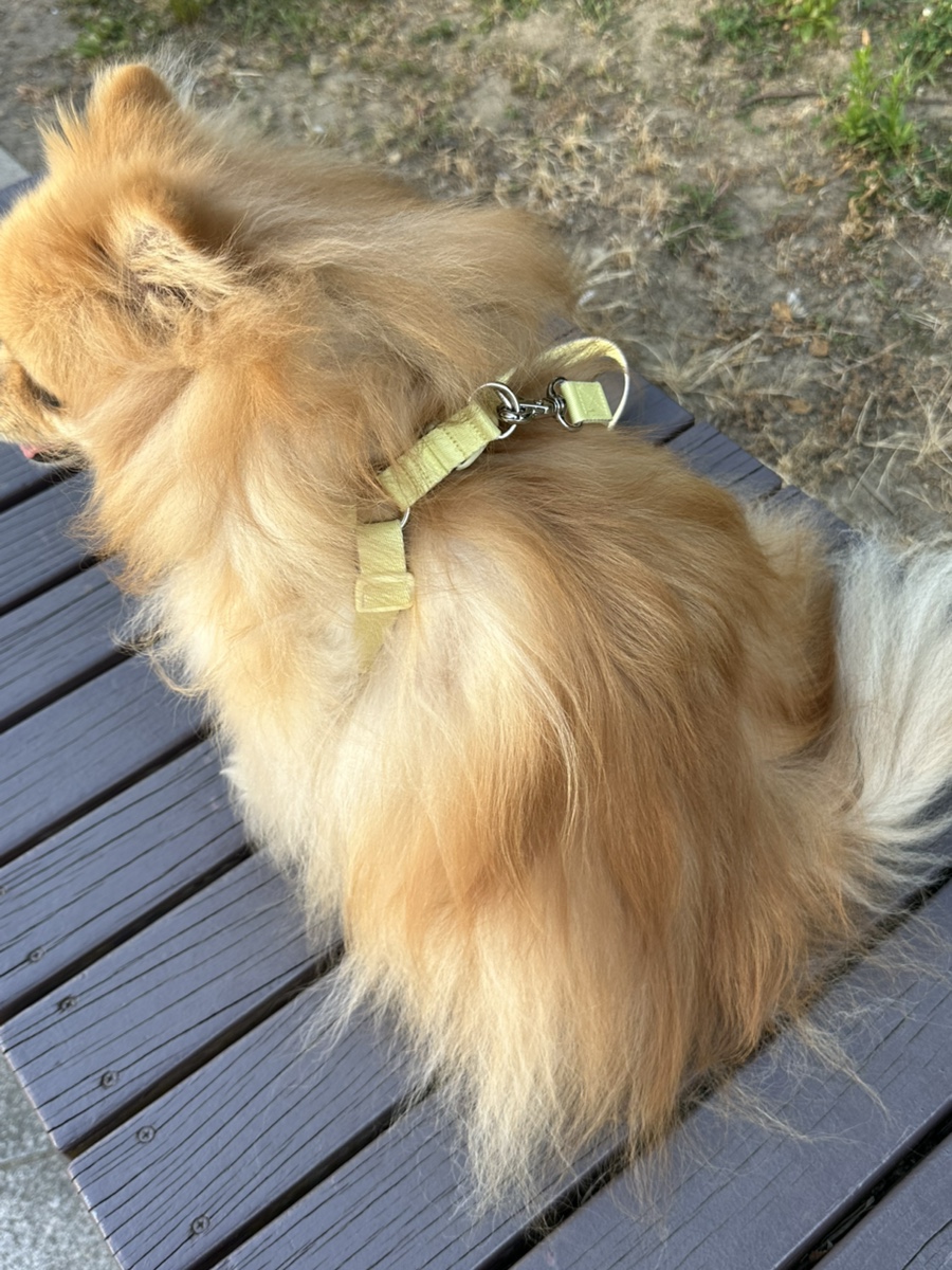 펫베오 프리밴드 하네스, 소형견 관절 부담 완화 후기 — 사진 12