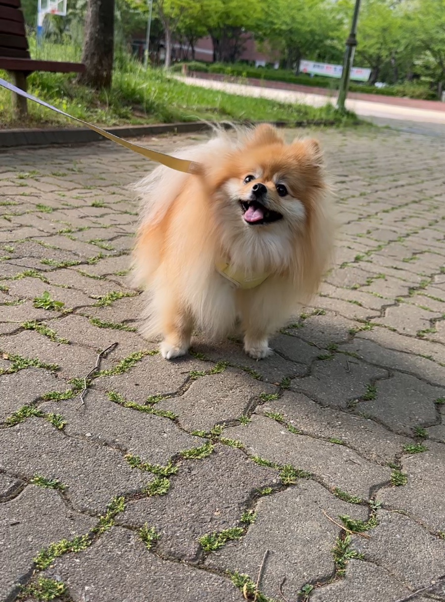 펫베오 프리밴드 하네스, 소형견 관절 부담 완화 후기 — 사진 16