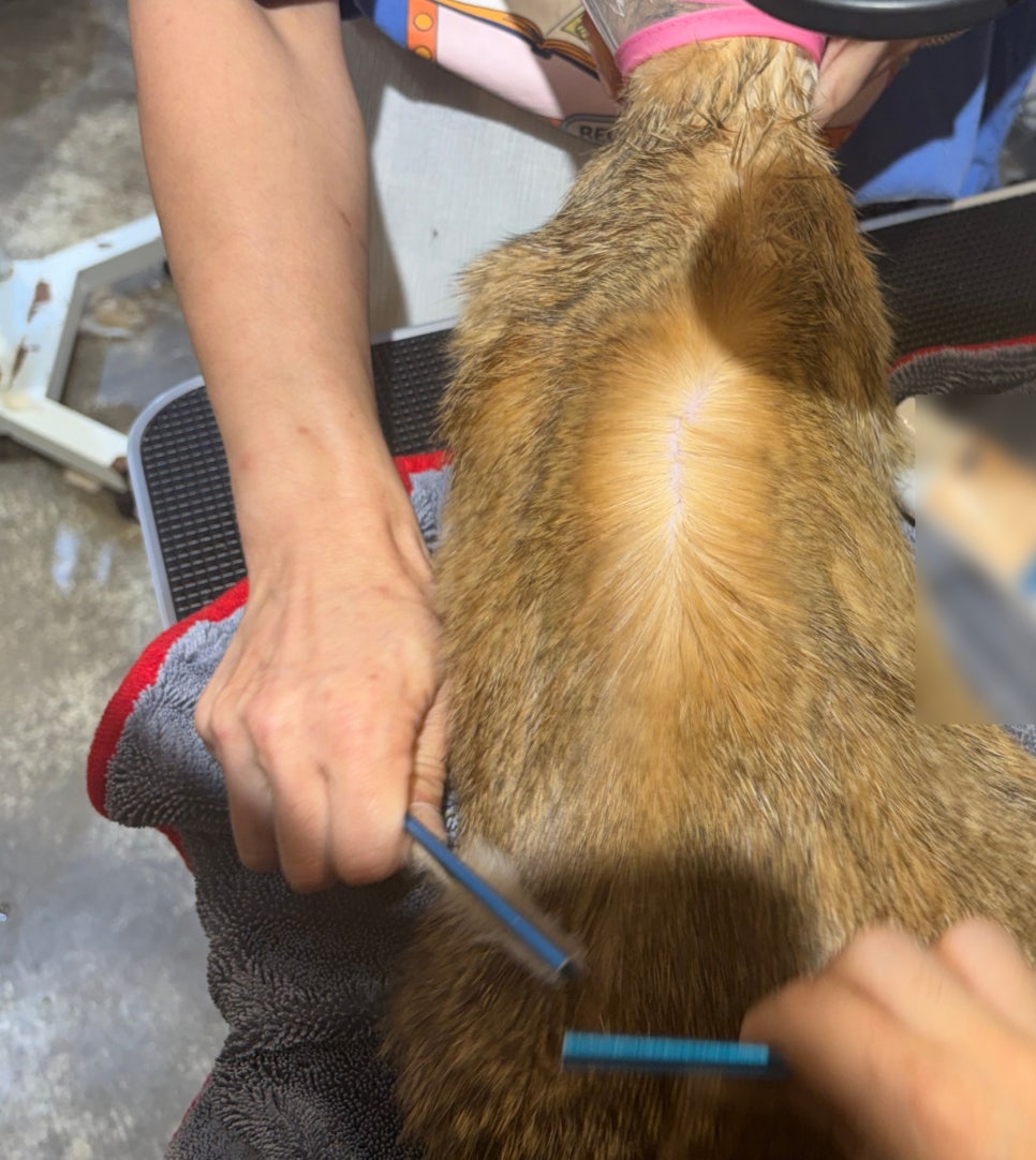대구 고양이 미용: 브리티쉬 숏헤어 목욕 & 턱드름 관리 — 사진 12