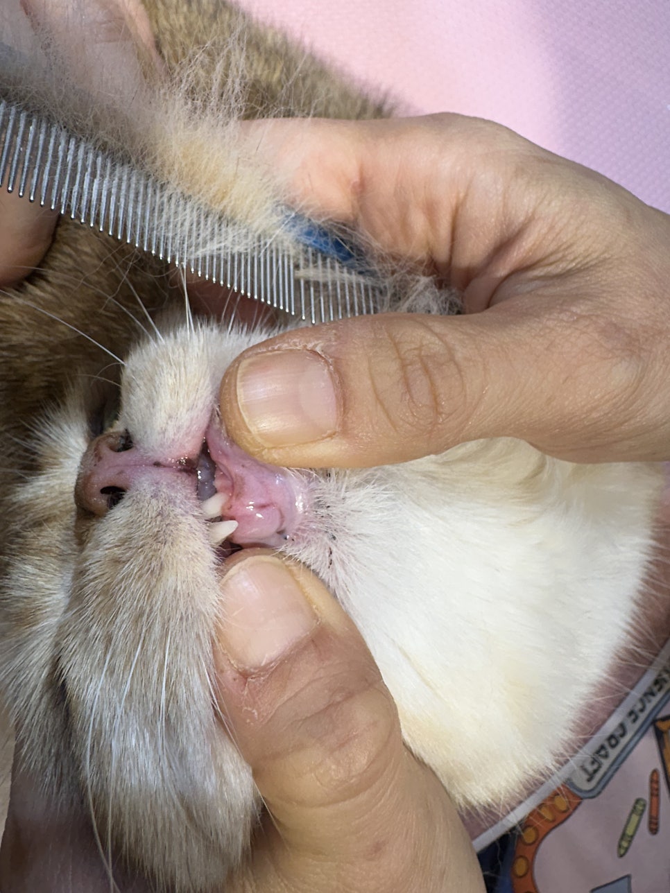대구 고양이 미용: 브리티쉬 숏헤어 목욕 & 턱드름 관리 — 사진 4