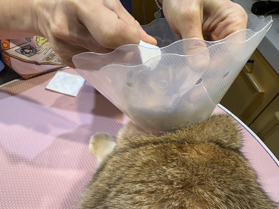 대구 고양이 미용: 브리티쉬 숏헤어 목욕 & 턱드름 관리 — 사진 3