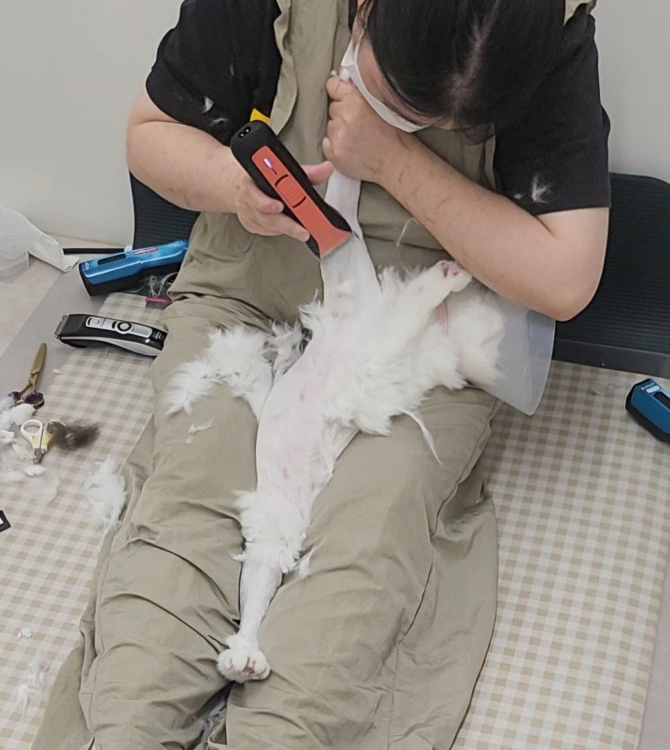 대구 고양이 무마취 미용: 잠드는 고양이의 비밀