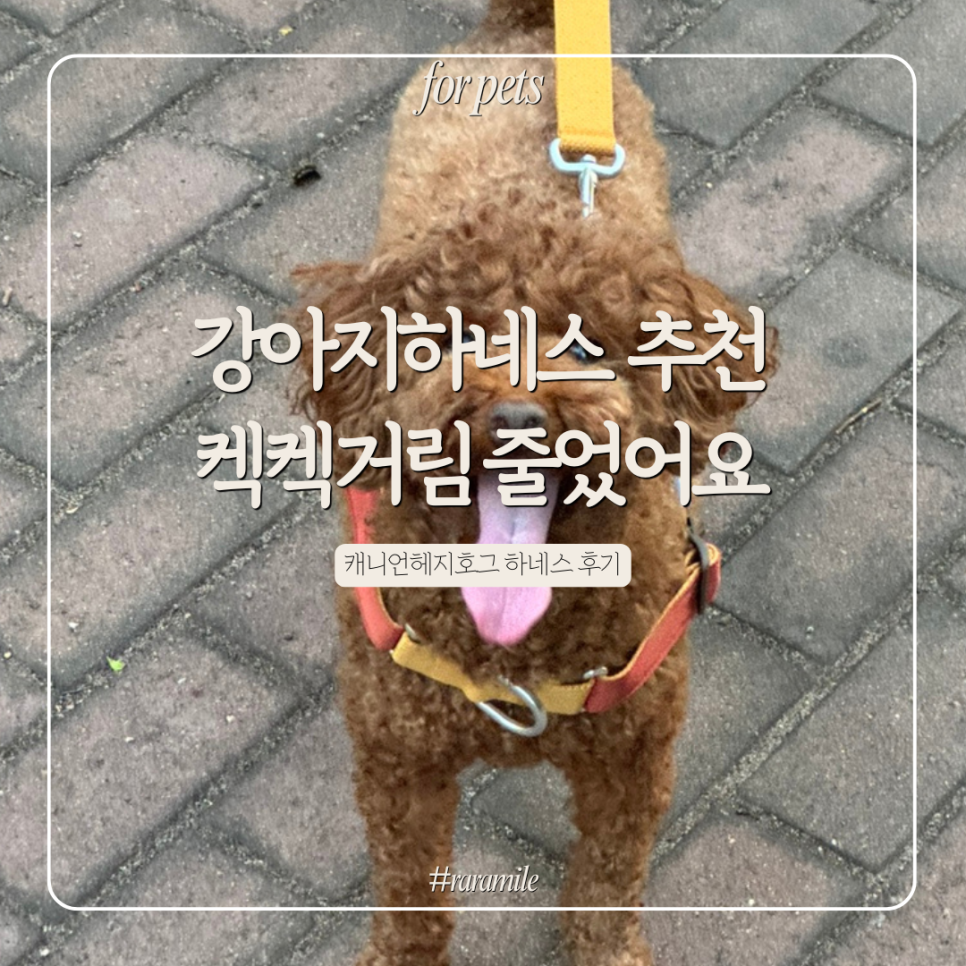 강아지 하네스 추천: 캐니언헤지호그, 기침 걱정 끝!