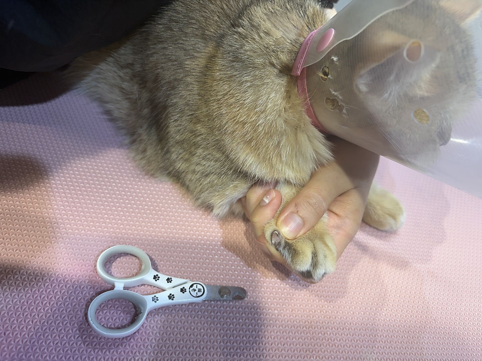 대구 고양이 미용: 브리티쉬 숏헤어 목욕 & 턱드름 관리 — 사진 2
