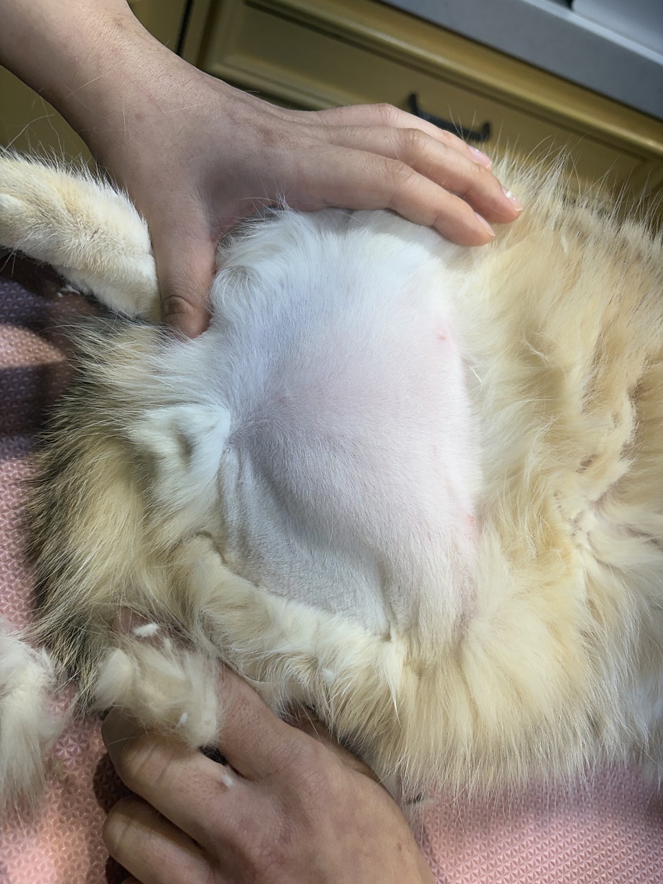 대구 고양이 미용: 브리티쉬 숏헤어 목욕 & 턱드름 관리 — 사진 6