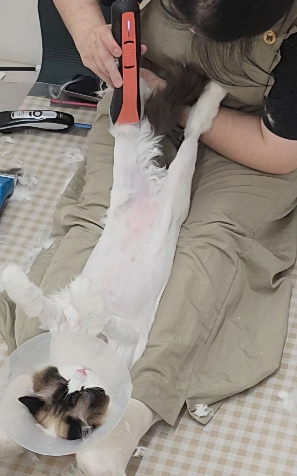 대구 고양이 무마취 미용: 잠드는 고양이의 비밀 — 사진 3