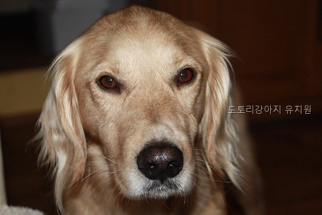 부산 강아지 유치원 도토리, 시설 및 비용 안내 — 사진 4