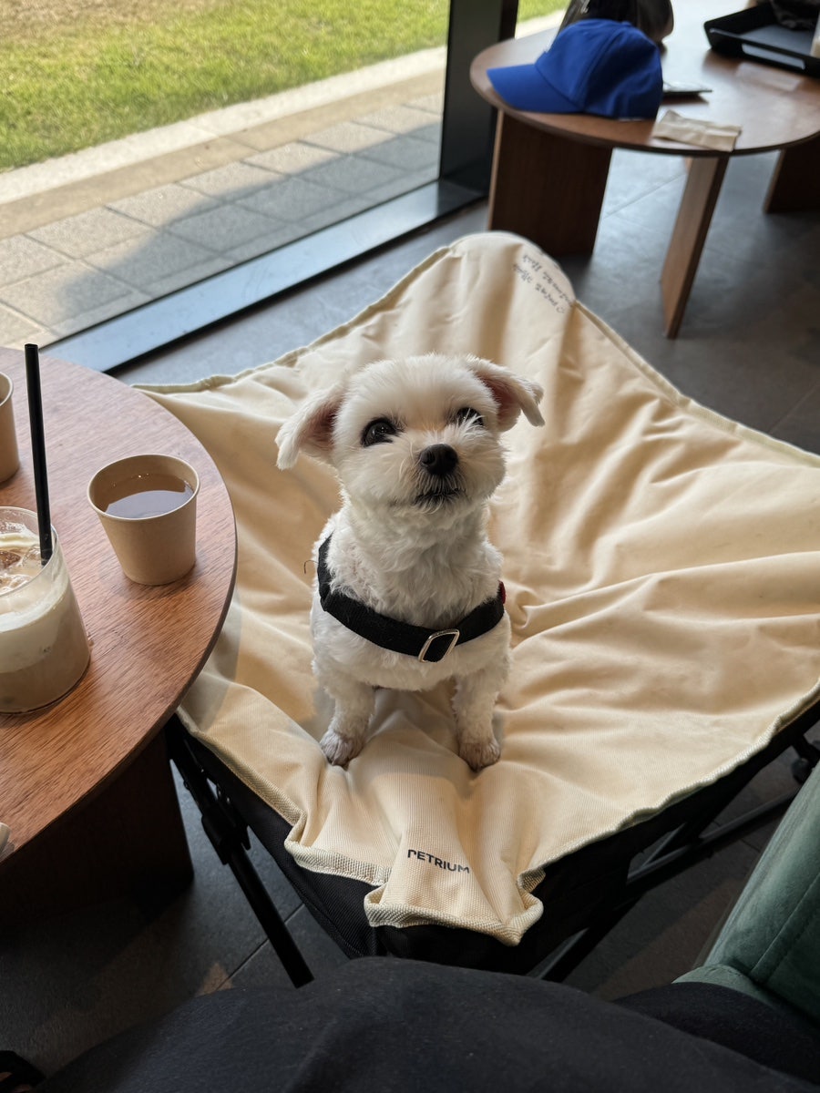 동탄 애견동반 베이커리 카페, 플랫 동탄점 방문 후기 — 사진 12