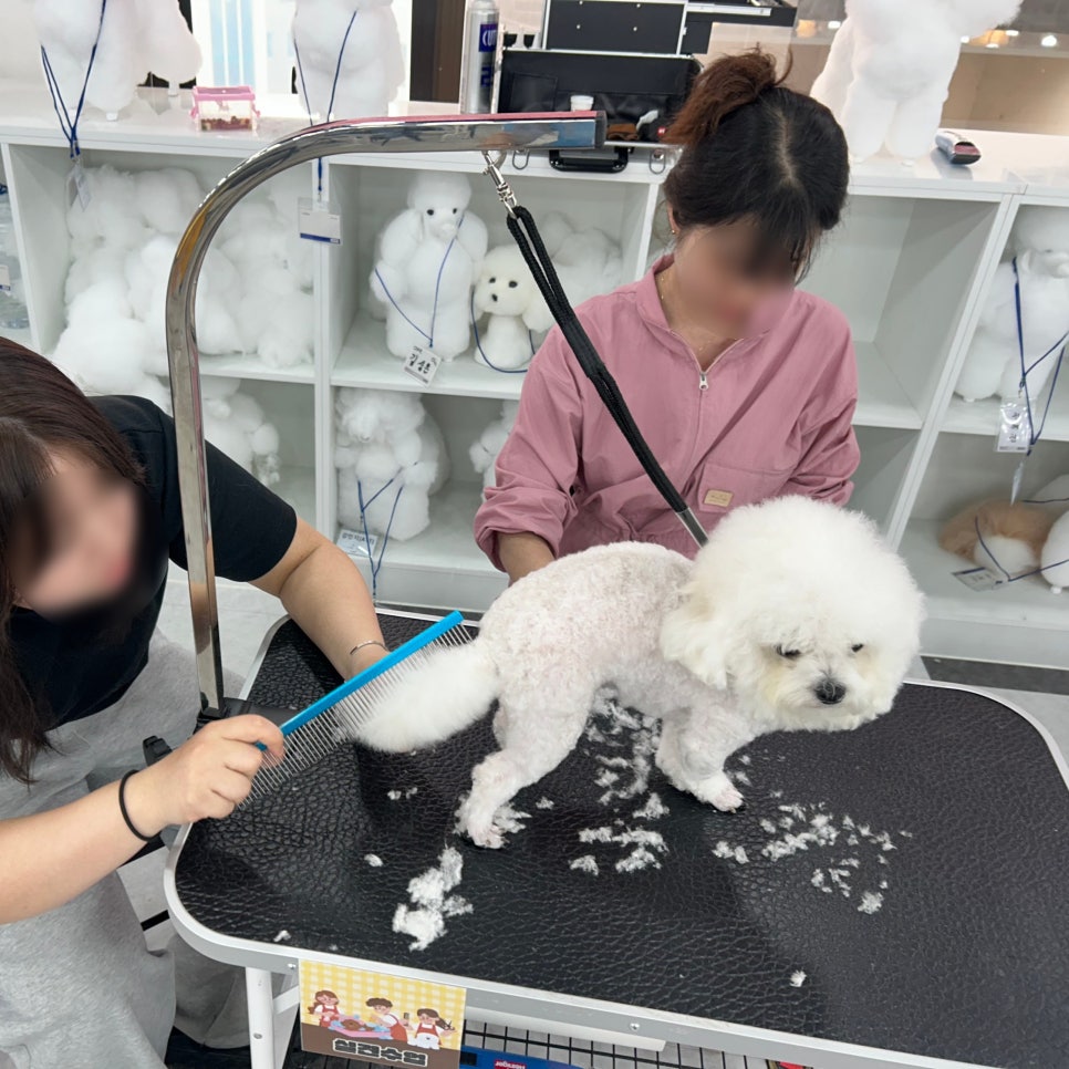 이바우펫 애견미용학원: 강아지 미용 교육 과정 및 비용 — 사진 3