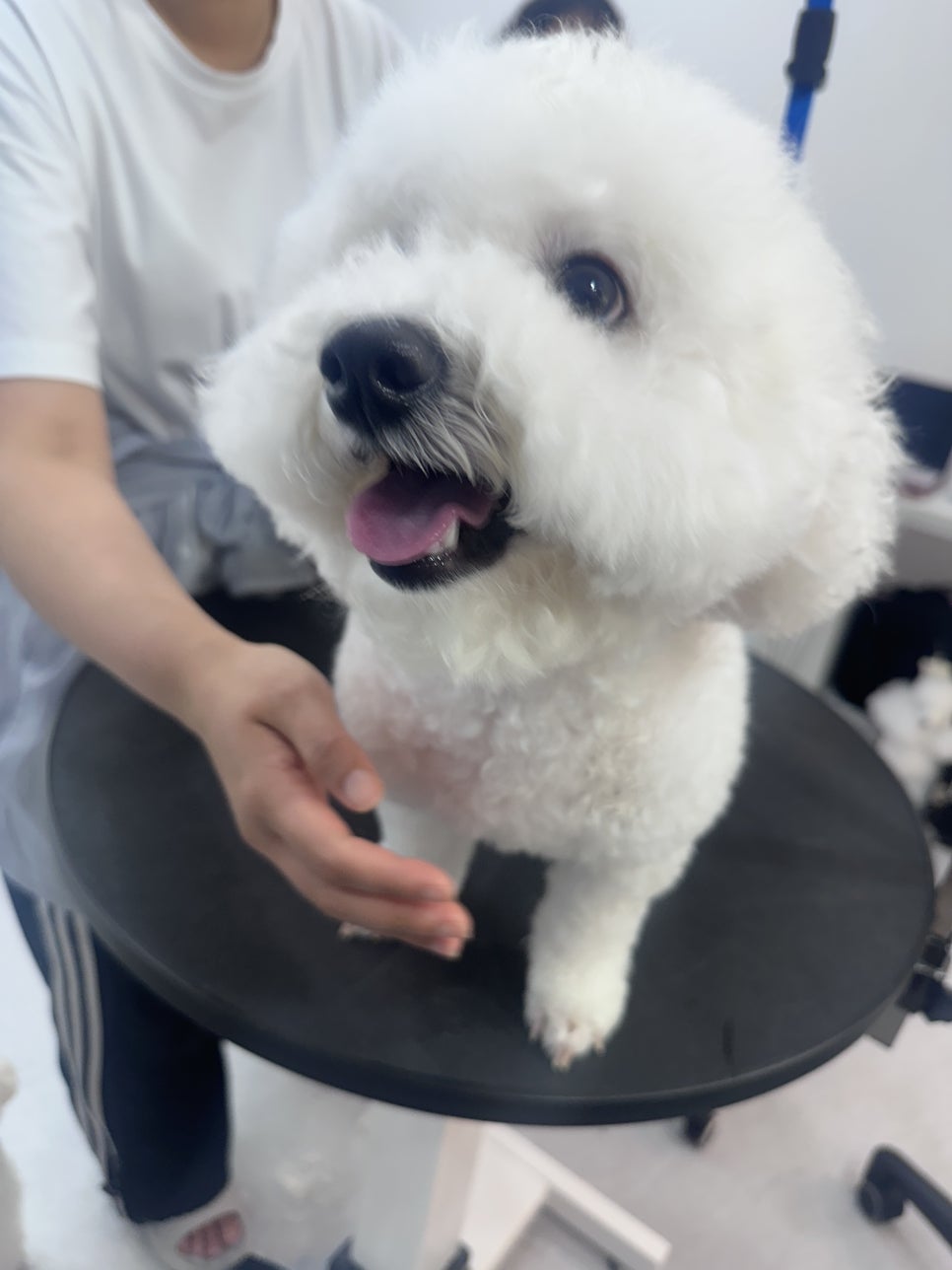 강아지 양송이컷 미용 비용 및 주기 안내 — 사진 4