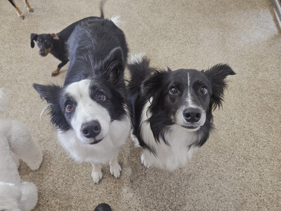 강아지 분리불안 훈련, 집에서 효과적으로 하는 법 — 사진 7