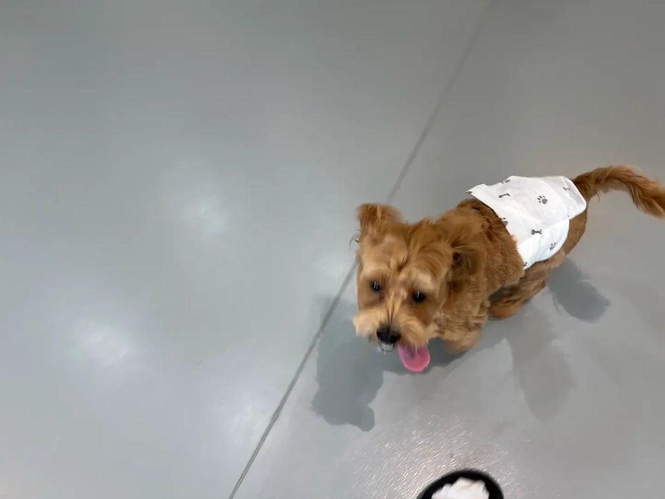 부천 애견 유치원 옐레드, 사회성·놀이·훈련 프로그램 — 사진 3