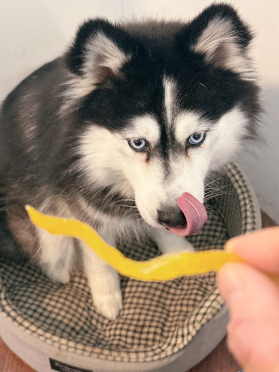펫어스 강아지고구마 간식, 1kg 대용량 가성비 후기 — 사진 6