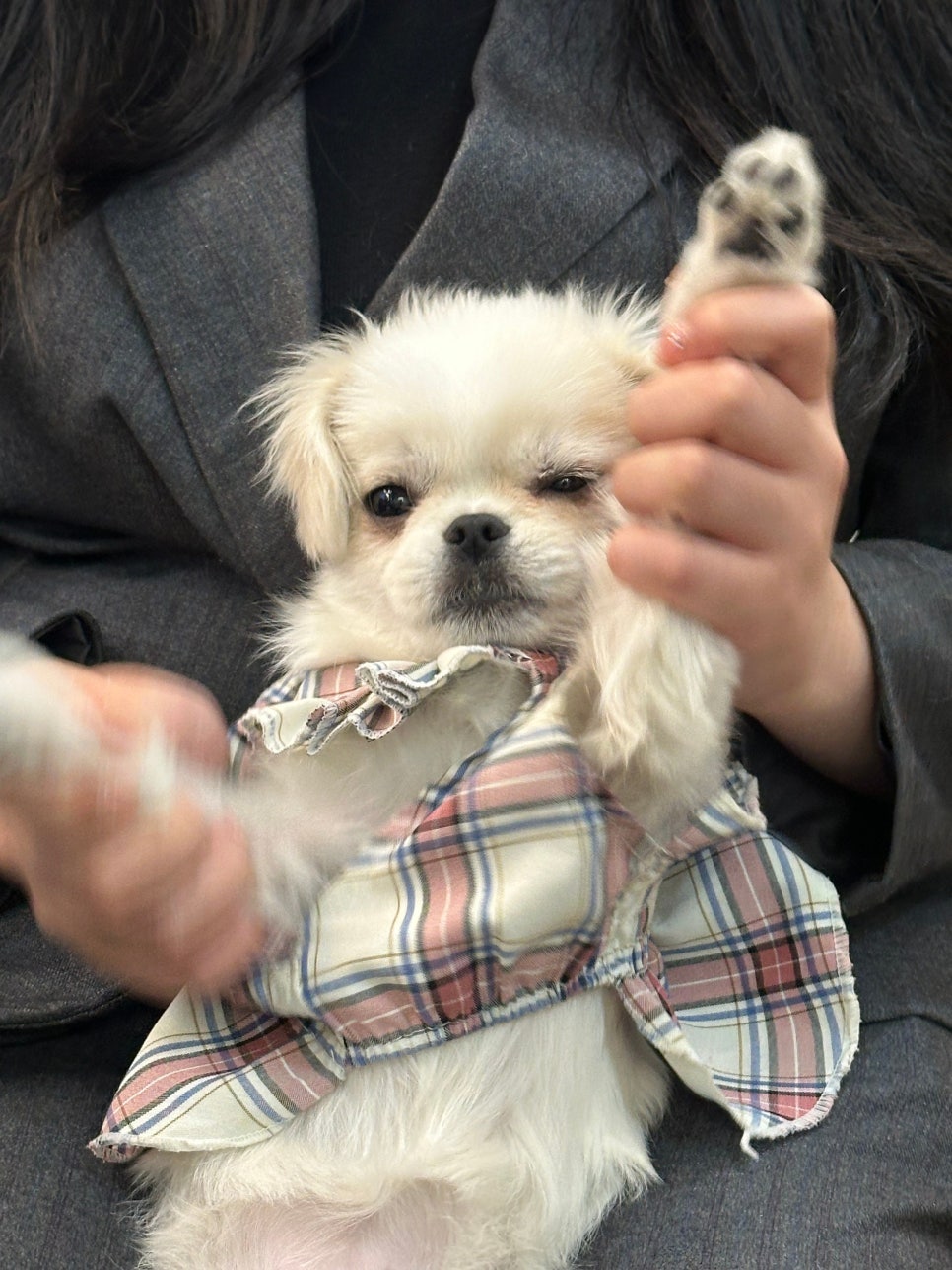 부평 애견미용학원, 반려견 미용비 절약부터 창업까지 — 사진 4